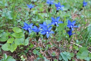 gentiana verna (2) (1200 x 800)